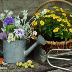 Some Useful Gardening Tips for Beginners